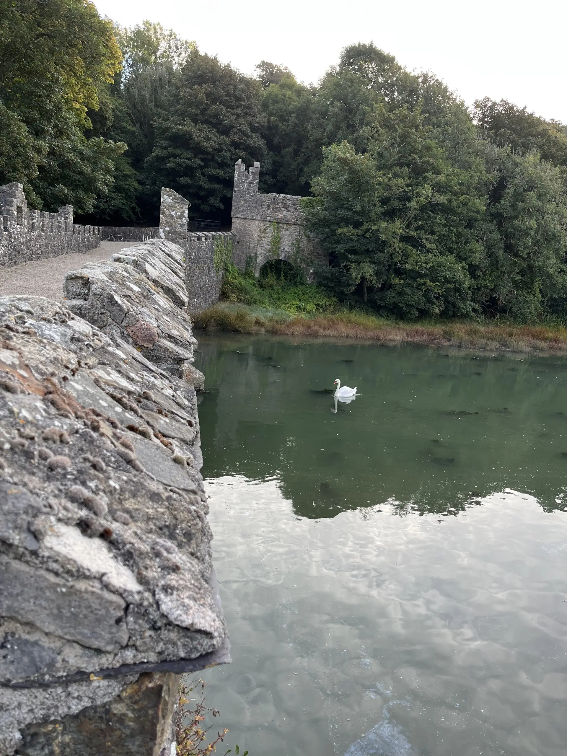 A swan on the river beside the old stone abbey wall, reflected in the still water.