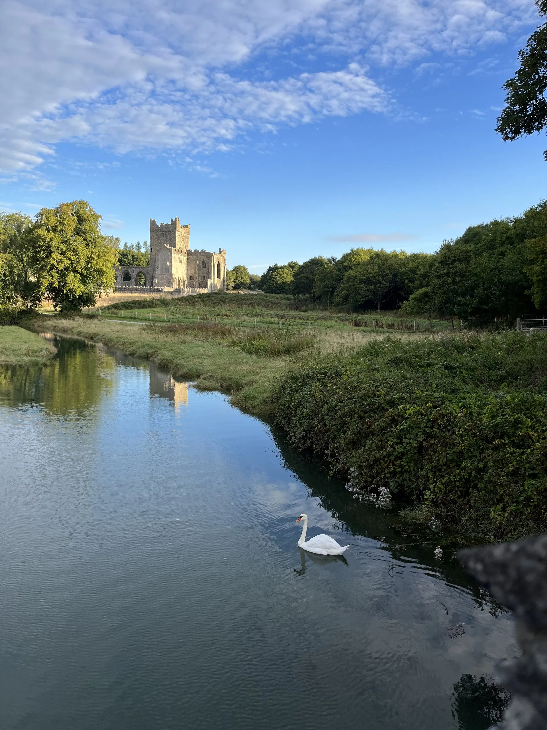 Tintern Abbey above the river on the Tintern Trails, with a swan gliding on the still water below.