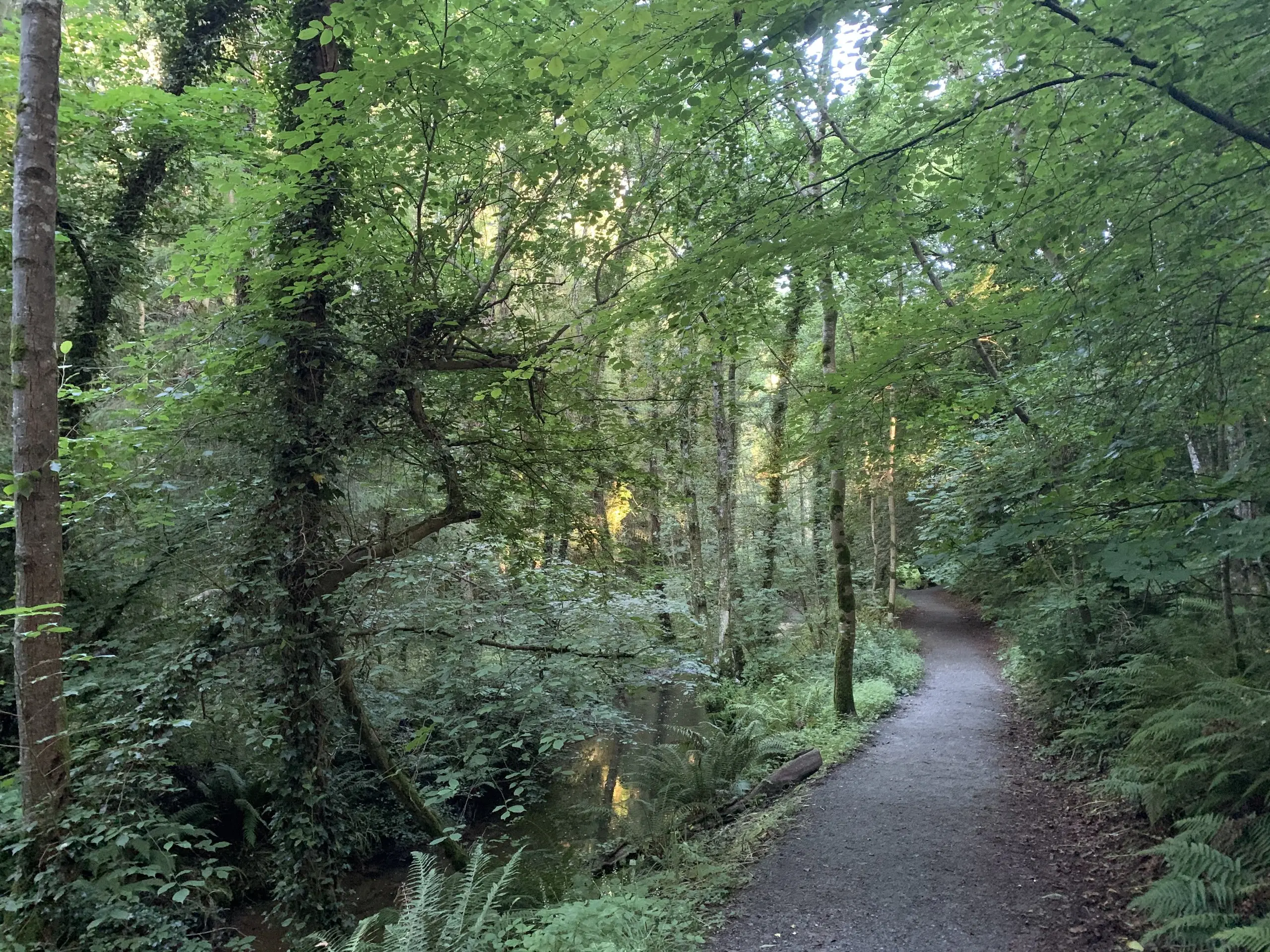 A green woodland path on the Tintern Trails, tall trees and ferns crowding a gravel track that curves away beside the river.