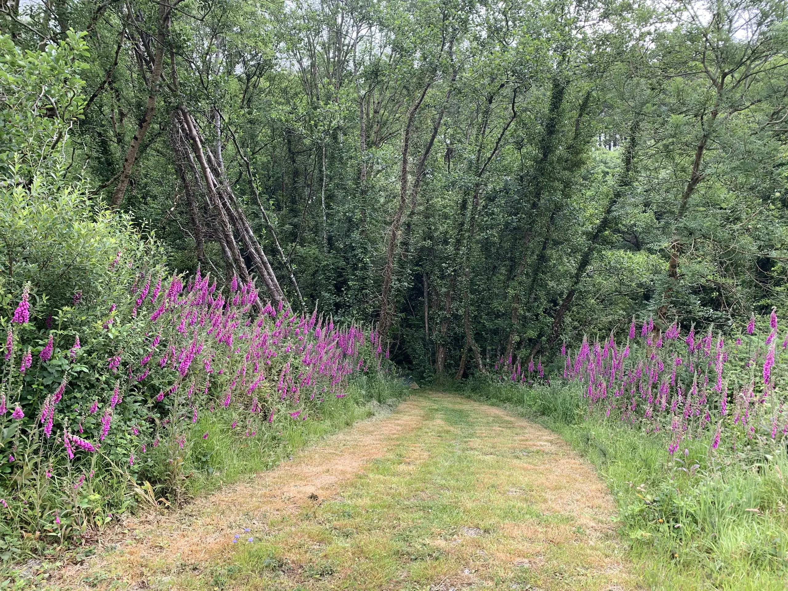 Tall purple foxgloves flowering beside a woodland path in early summer.