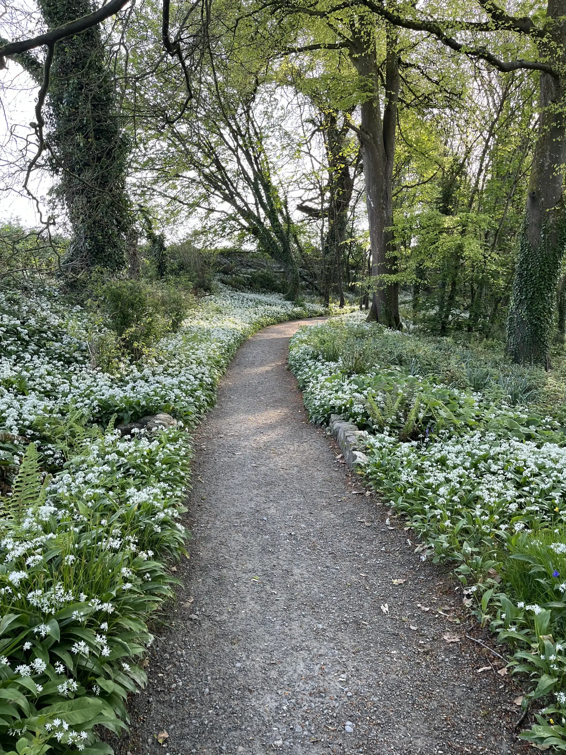 A gravel path curving through woodland banked on both sides with flowering white wild garlic.