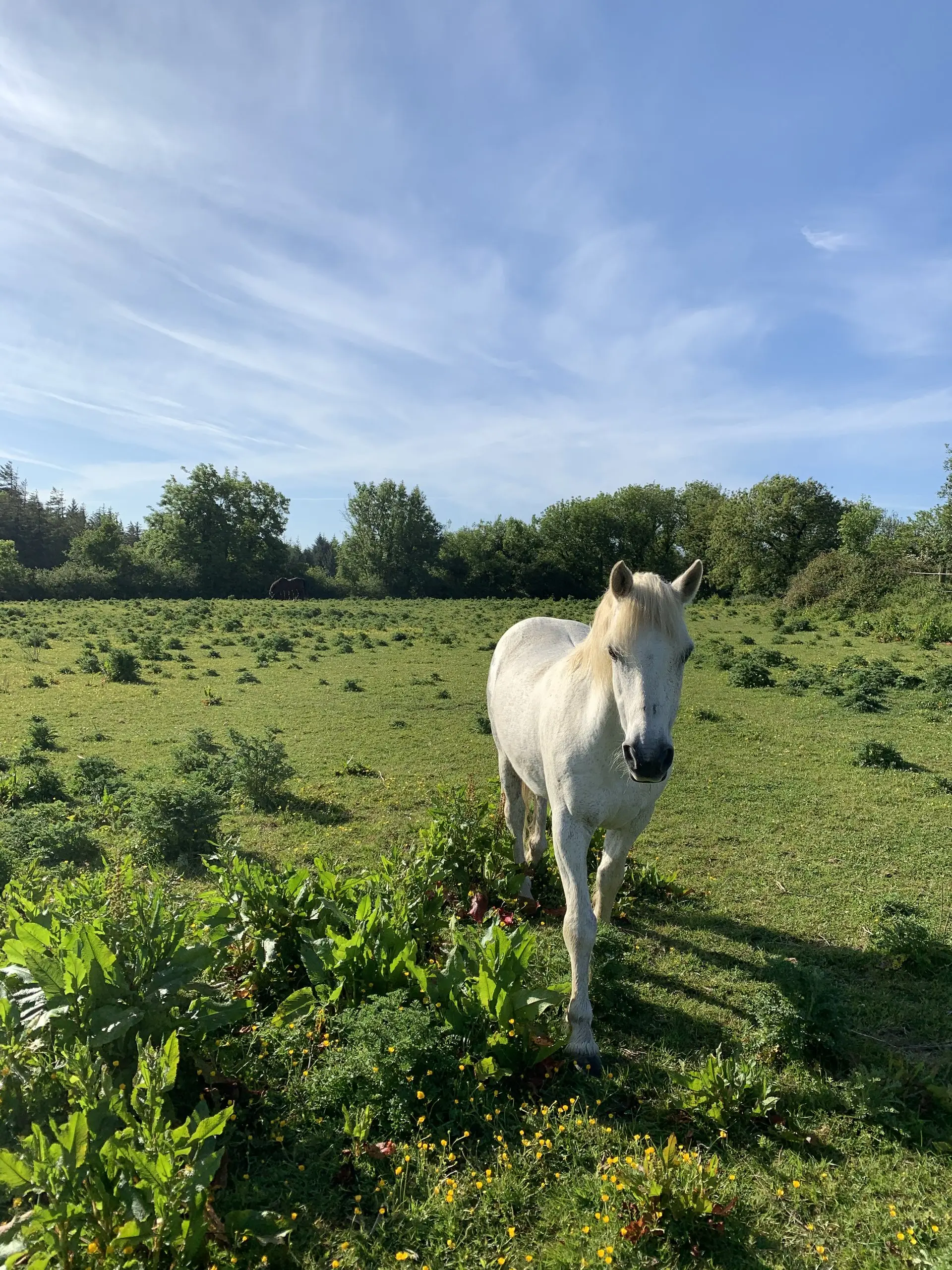 A grey horse walking through the buttercup-dotted paddock behind the cottage, trees beyond.