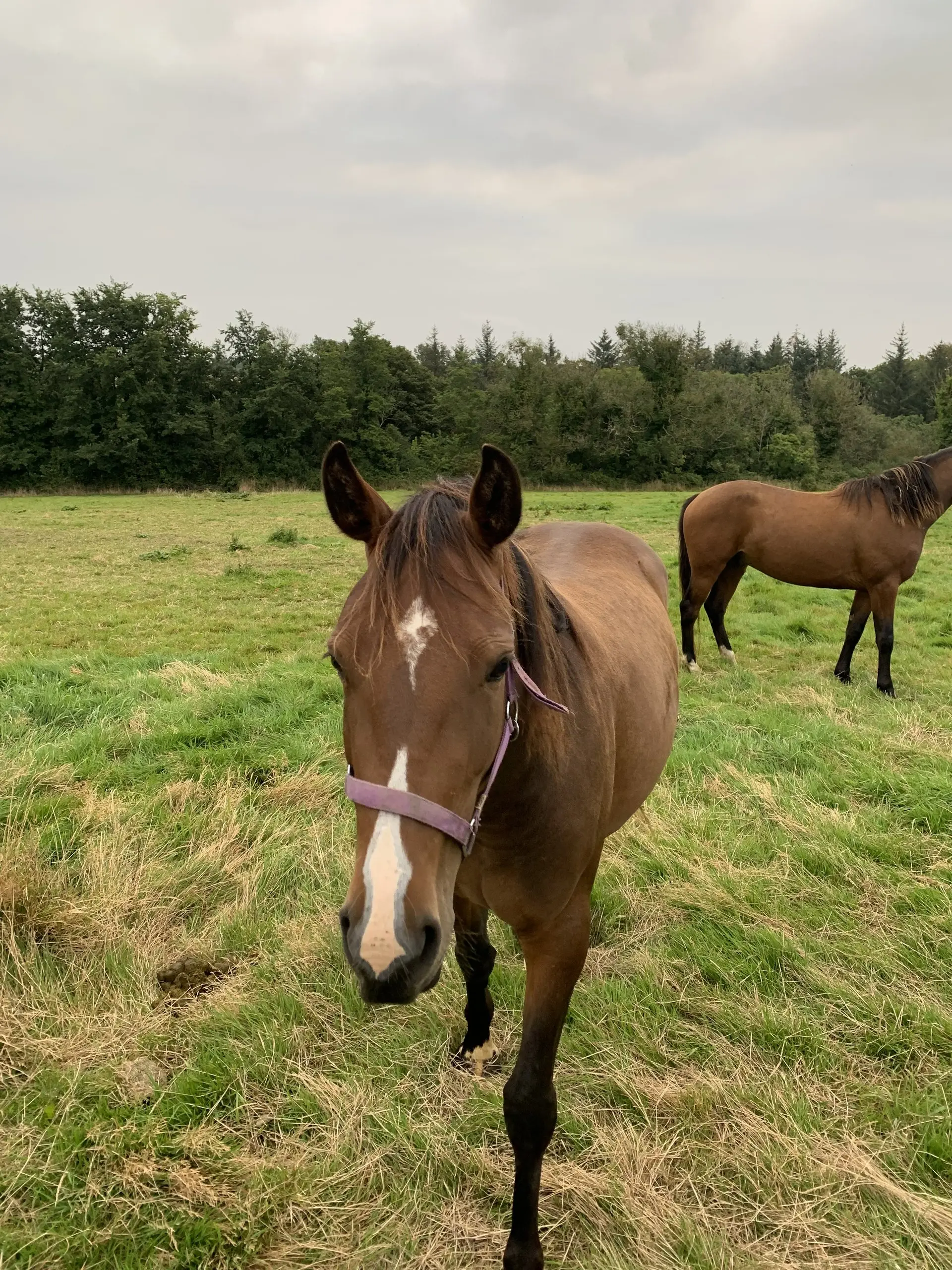 Two bay horses in the paddock, one facing the camera in a pink halter and one grazing behind.