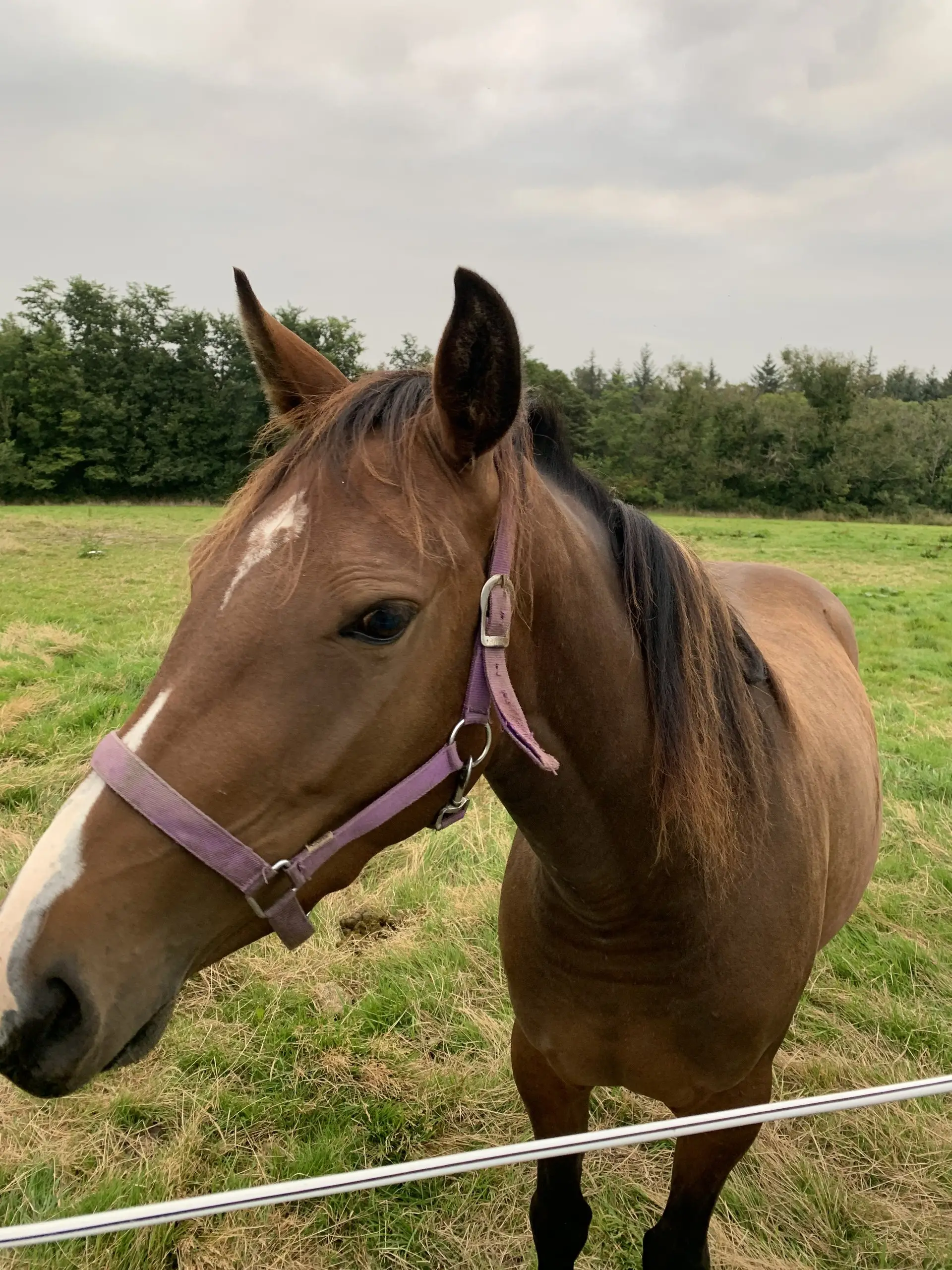A close-up of one of the bay horses wearing a pink halter, looking straight at the camera.