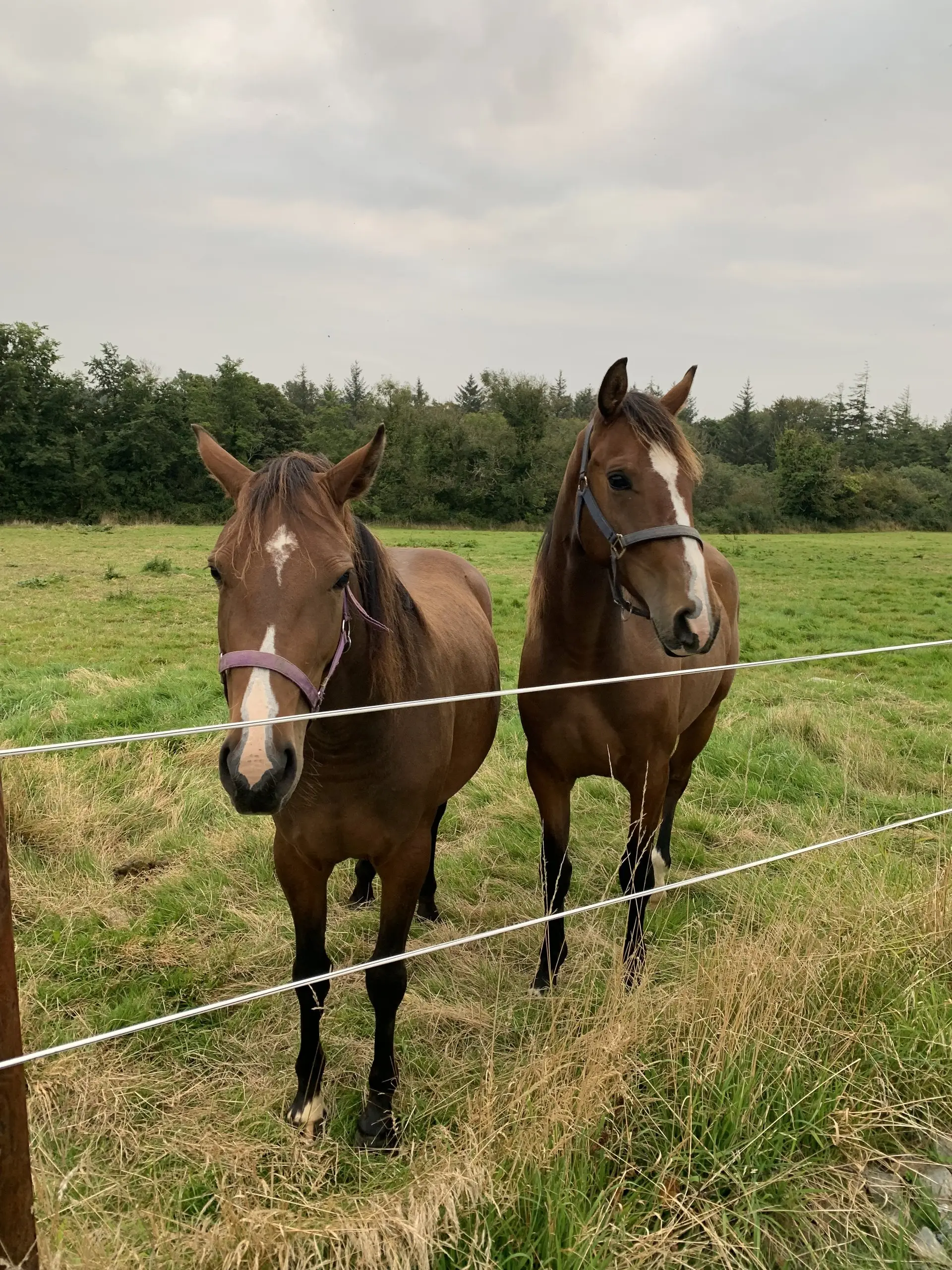 Two bay horses standing together by the paddock fence, the woodland behind them.