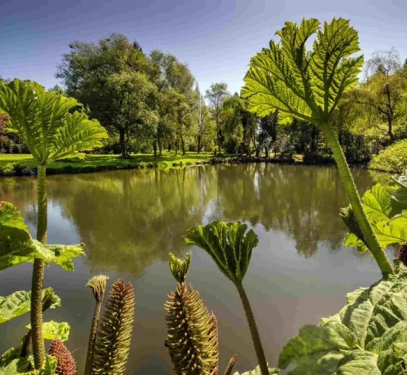 A lake in the John F. Kennedy Arboretum, fringed with giant gunnera leaves and trees.