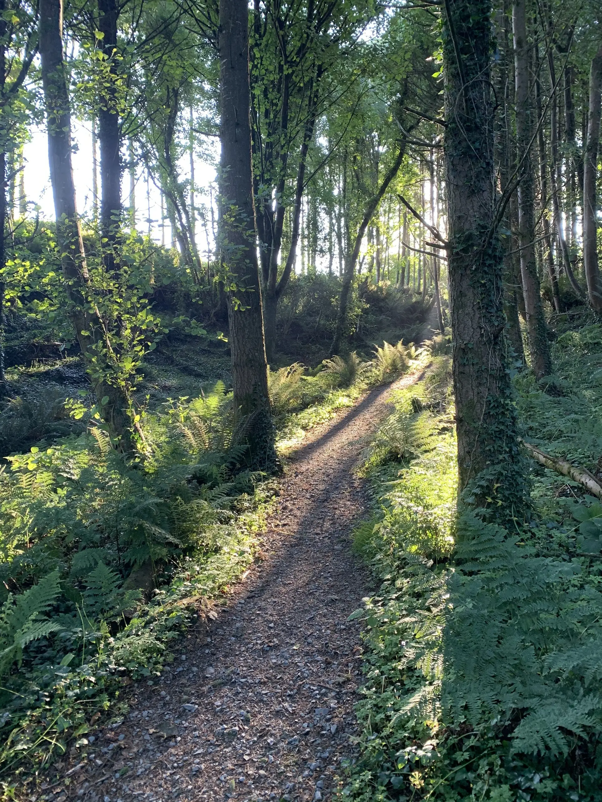 Low sun breaking through tall trees, casting long shadows across ferns and the woodland path.